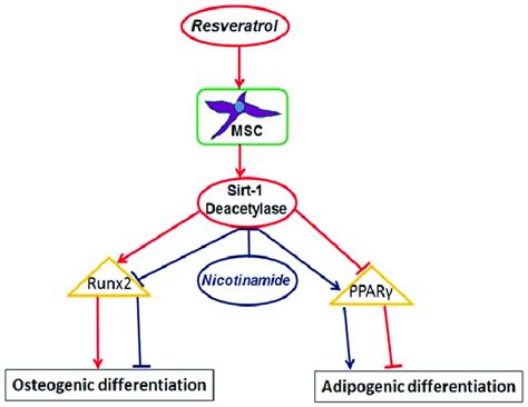 The Cell Signaling Pathway For Osteogenicadipogenic Differentiation In