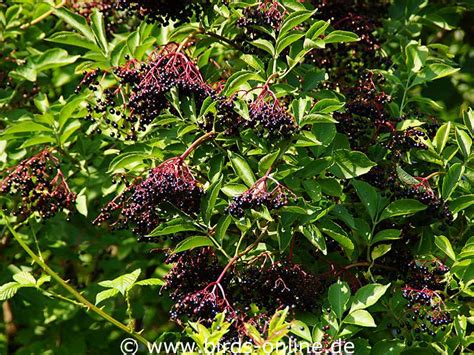 Schwarzer Holunder Sambucus Nigra Birds Online