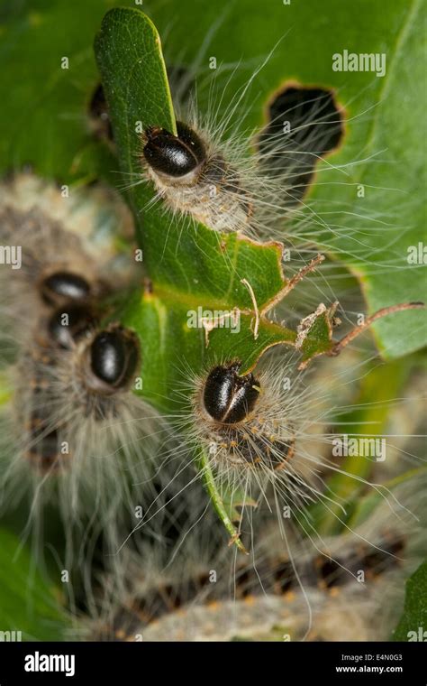 Chenille Processionnaire Du Ch Ne Eichen Prozessionsspinner