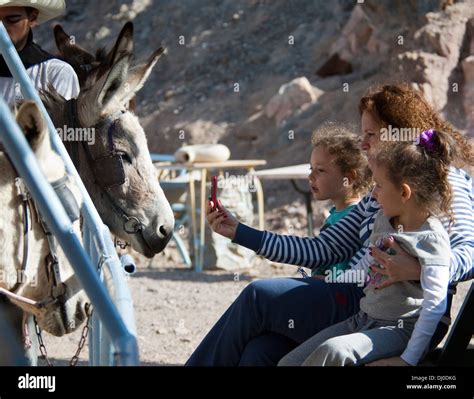 Family Visit Donkey Farm Stock Photo - Alamy