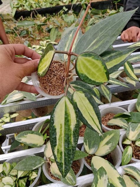 Hoya Macrophylla Pot Of Gold Plant Mekar Nursery