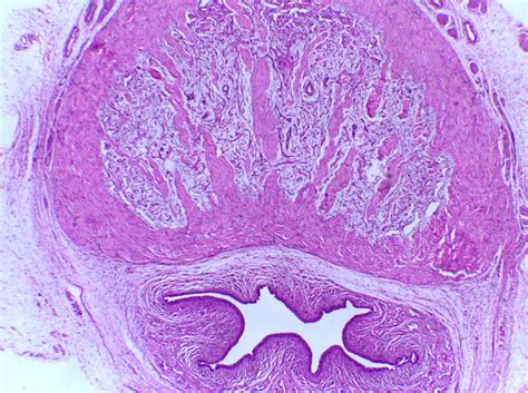 Penis Histology Diagram Quizlet