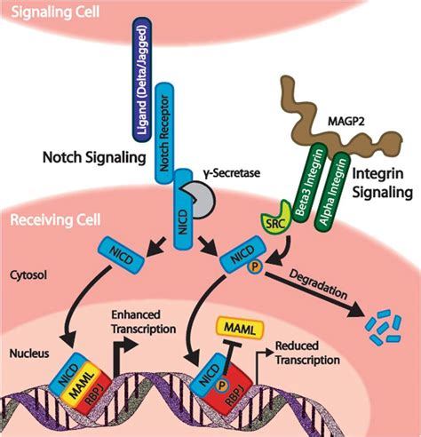 Notch Signaling Pathway