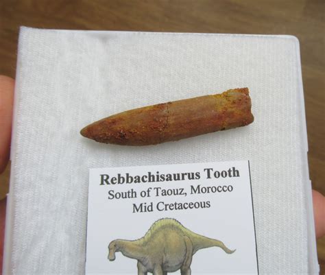 Rebbachisaurus Garasbae Tooth