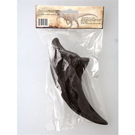 Allosaurus Toe Claw Educational Series Fossil Replica