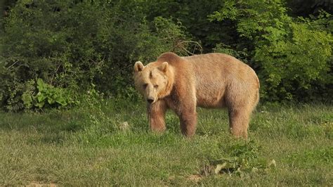 Real Wild Bear In Natural Habitat Among The Trees In The Forest ...