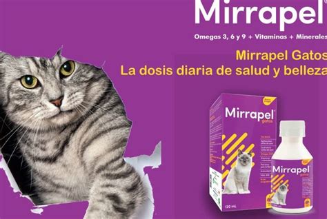 Dosis Y Beneficios Del Omega Para Gatos