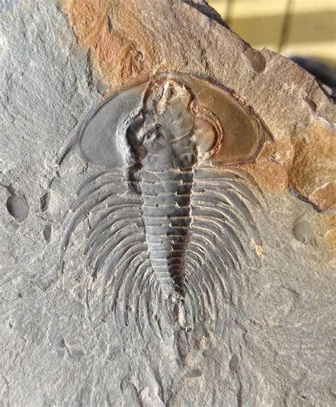 Olenellid Trilobite A Glimpse Into Early Cambrian Life