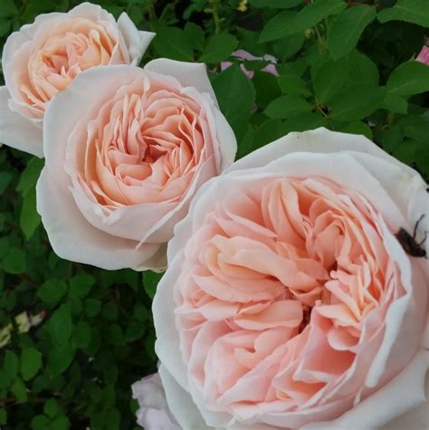 Smocze Zęby Latina Latte plikomis šaknimis Rožių sodas