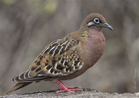 Galapagos Dove Luis Web The Gal Pagos Dove Zenaida Ga Flickr