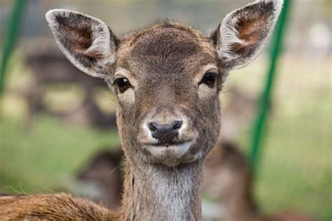 Cute Deer New Photos 2011 | Funny And Cute Animals