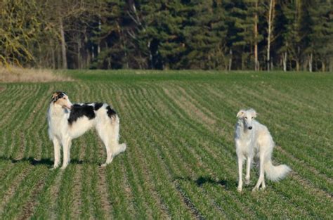 White russian wolfhound dog Stock Photo by ©eAlisa 72144811