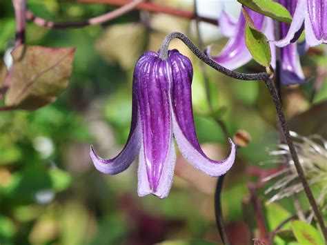 Clematis Rooguchi Clematis Integrifolia Rooguchi Baumschule