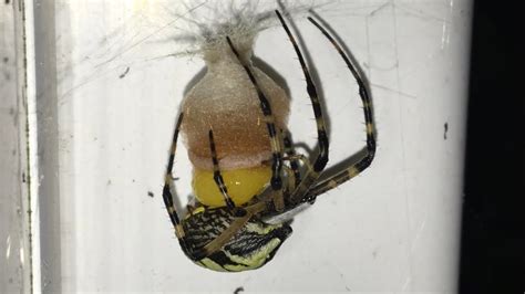 Amazing Yellow Argiope Garden Spider Making Egg Sac Laying Her Eggs