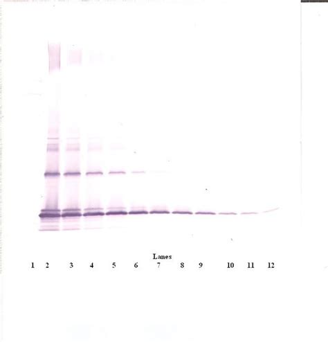 Mcp Polyclonal Antibody Peprotech Invitrogen G Unconjugated