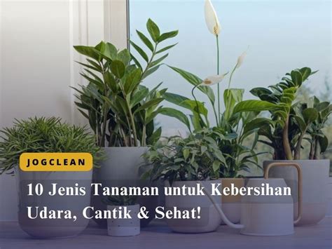 10 Jenis Tanaman Untuk Kebersihan Udara Cantik And Sehat