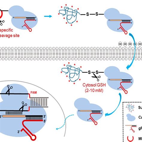 Schematic Illustration On Microenvironment Responsive Delivery Of Cas9 Download Scientific