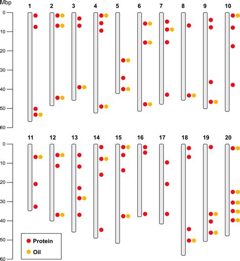 Approximate Position Of Major Seed Protein QTL On Soybean Chromosomes