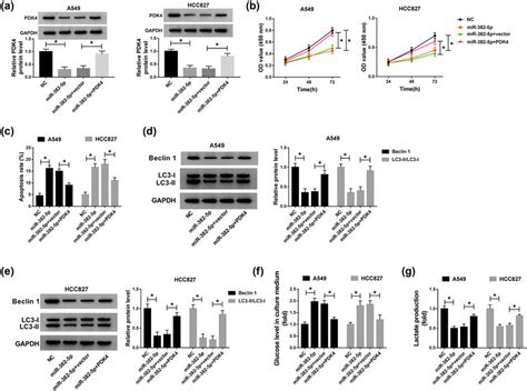 Pdk Overexpression Abrogated The Role Of Mir P Reintroduction