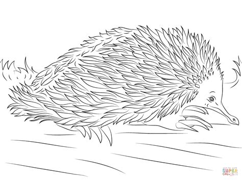 Cute Short Beaked Echidna coloring page | Free Printable Coloring Pages