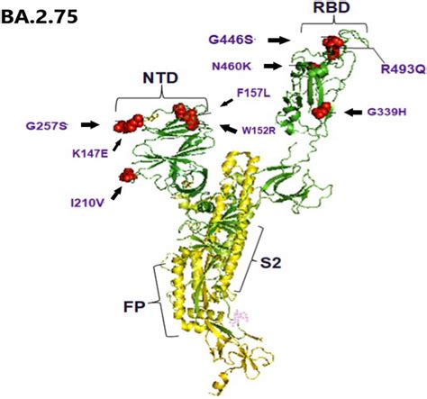 Illustration of the three-dimensional structure of the spike protein ...