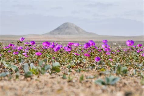 Desierto Florido D Nde Y C Mo Ver Este Impresionante Fen Meno Natural