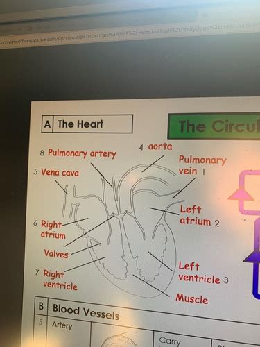 The Circulatory System Flashcards Quizlet