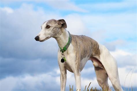 Whippet Do Filhote De Cachorro Foto De Stock Imagem De Spaniel