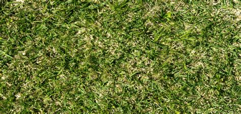 How To Care For St Augustine Grass Chorbie Home Services