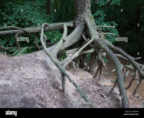 Tree Roots Exposed Hi Res Stock Photography And Images Alamy