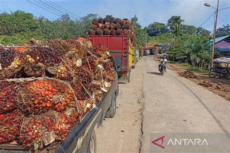 Pemprov Bengkulu Tetapkan Harga Jual TBS Sawit Tertinggi Rp2 030 Kg