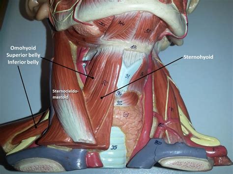 Anatomy Of Musckes Sndctendons BeneFIT PT S Anatomy Series The Ankle