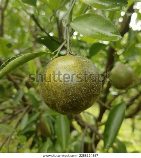 Plant Disease Symptoms Mites Citrus Plant Stock Photo 2288124867 | Shutterstock