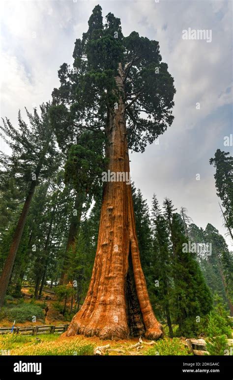 Giant sequoia tree Sentinel in Sequoia National Park, California, USA ...