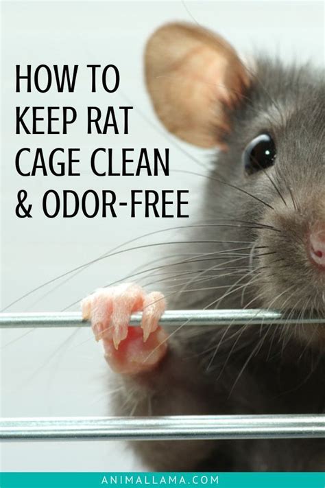 How to Clean a Rat Cage: Our Rat Cage Cleaning Schedule | Rat cage, Pet ...