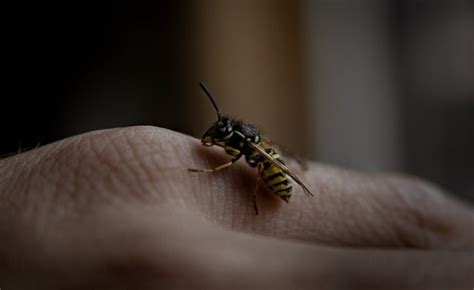 Do Yellow Jackets Make Honey? - Beekeeping 101