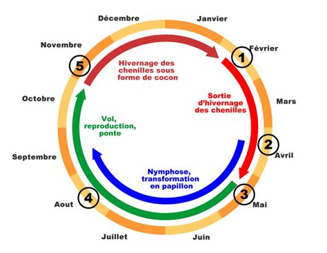 Cycle Biologique Calendrier Votre Jardinier Aquitania