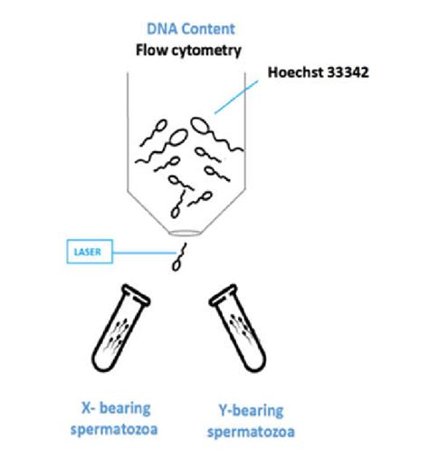 Schematic Representation Of Conventional Sex Sorting Technique Flow