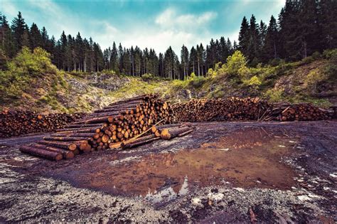 Deforestaci N Qu Es Definici N Causas Consecuencias Soluciones