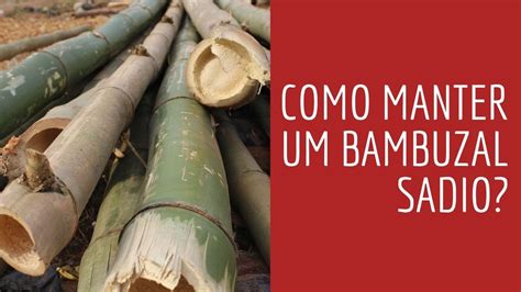 Dicas Para Manejo Adequado De Bambu YouTube