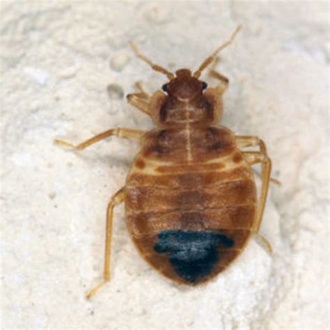 Bed Bug Identification And Info Houston Tx