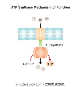 Atp Synthase Mechanism Function Scientific Design Stock Vector (Royalty ...