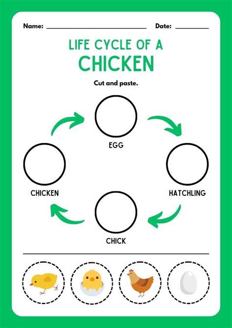 Life Cycle Of A Chicken Cut And Paste Worksheet Cut And Paste