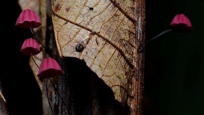 Marasmius Haematocephalus The Ultimate Mushroom Guide