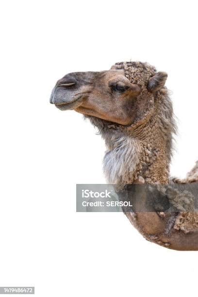 Closeup Of A Camels Head On A White Background Camel Isolated On White