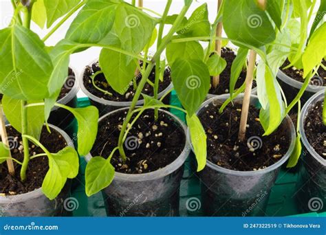 Pimientos en Maceta La guía completa para cultivar y disfrutar de tus