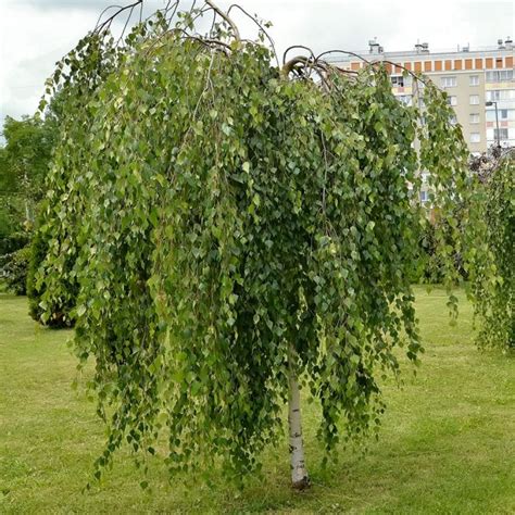 Mature Birch Trees Established Betula Ornamental Trees Ltd