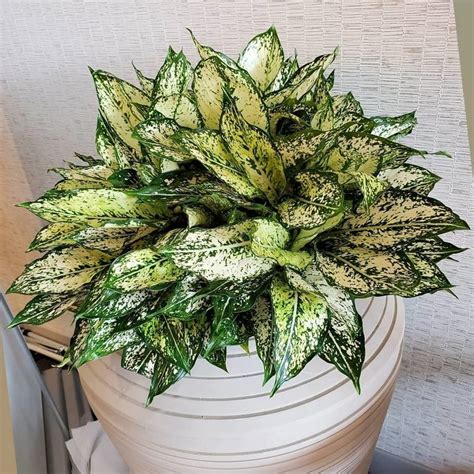 Chinese Evergreen Varieties