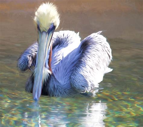 Pelican Blue Photograph By Alice Gipson Fine Art America