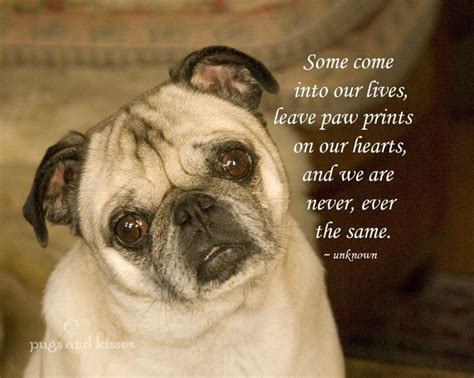 Pug Love Quotes. QuotesGram